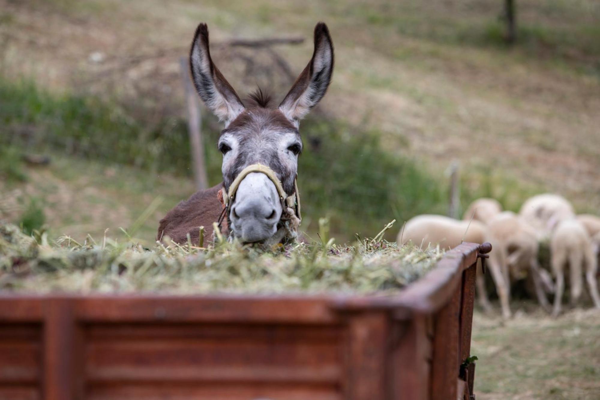 Agriturismo Terra E Sapori Campodipietra ภายนอก รูปภาพ